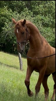 Lusitano Hengst PSL - 19