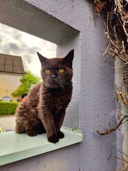 Katze abzugeben