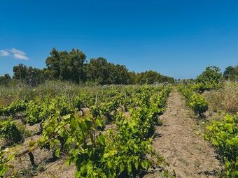 Weinberge auf Sardinien, Italien