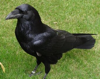 Kolkraben -Corvus corax - Big ravens