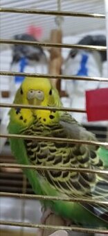 Wellensittiche zum Verkauf