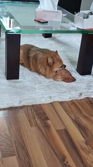 Zwergspitz „Teddy“