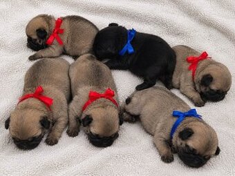 Mops Welpen mit Ahnentafel