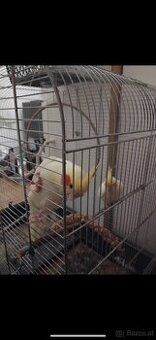 Nymphensittiche