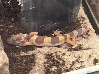 Leoparden Gecko