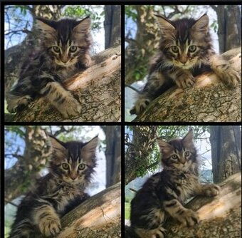Maine Coon Kitten suchen Herzensplätze