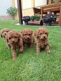 Pudel poodle toy red