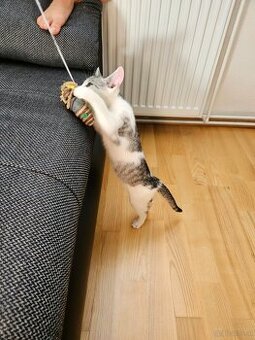 Katzen