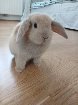 Kaninchen