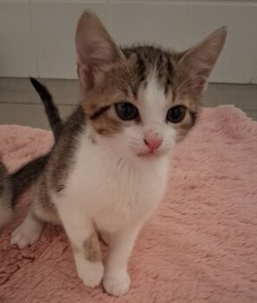 Hauskatze - 1