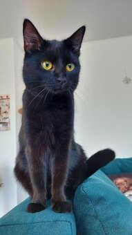 Katze sucht neues Zuhause - ab Juni