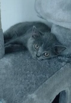 BKH kitten - 1