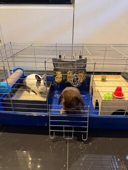 Zwergkaninchen mit Käfig inklusive ganzes Zubehör