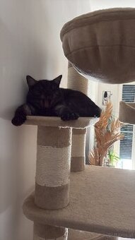 Deck Kater