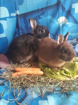 Zwergkaninchen Babys zu vergeben