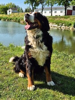 Berner Berghund