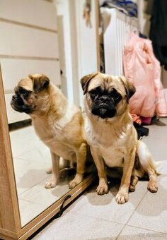 Sportlicher MOPS Rüde - 8 Monate