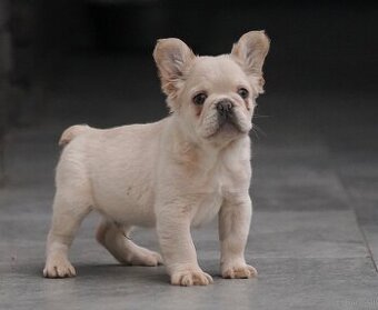 Fluffy Franzöische Bulldogge