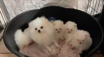 Teddybär-Zwergspitz-Pomeranians-Welpen