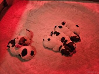 Jack Russell Terrier Welpen gew.13.04.2026