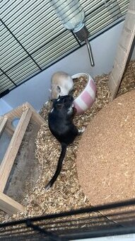 Rennmaus