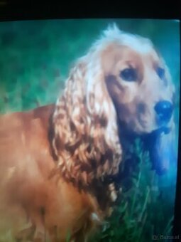 SPANIEL- FREUNDE AUFGEPASST