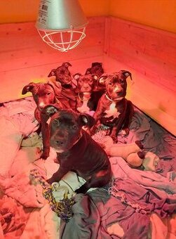 reinrassige APBT Welpen