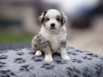 Miniature American Shepherd FCI