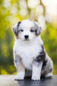 Miniature American Shepherd FCI