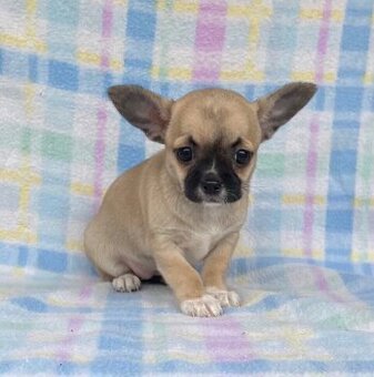 Chihuahua Welpen
