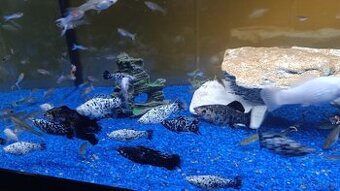 Guppy, Molly