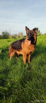 Deutscher Schäferhund Langhaarhund mit Stammbaum