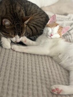 Katzenmädchen zu vergeben