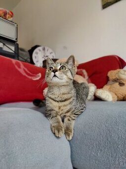 Katze zu vergeben