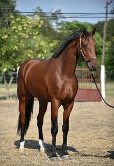 🐎Wallach von ausgezeichneter Abstammung - 1