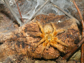 Verschiedene Vogelspinnen und Skorpione
