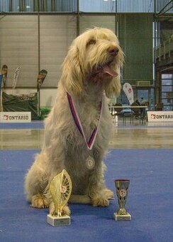Spinone italiano