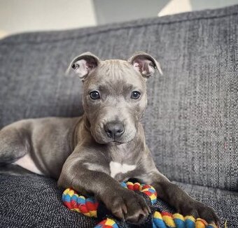 Staffordshire Bullterrier-Welpen suchen ein neues Zuhause. W