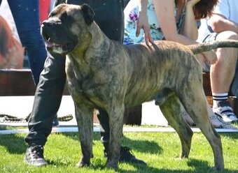 Presa  Canario