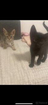 Babykatze