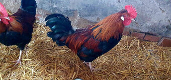 1 Sulmtaler und 2 Altsteirer Hähne