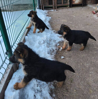 Deutscher Schäferhund Welpen