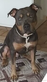 Hund/Staff