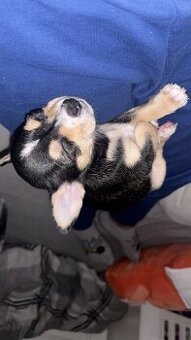 Chihuahua Welpen - 1
