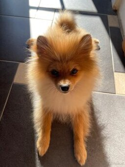 Männlicher Pomeranian-Welpe
