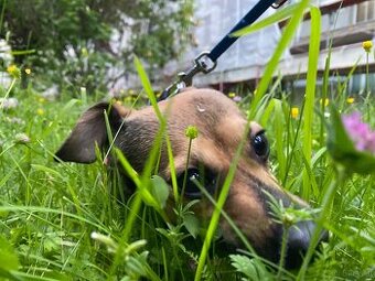 Chihuahua mischlings Dame