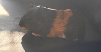 Meerschweinchen mit Käfig(reserviert)
