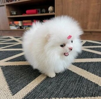 Pomeranian-Welpen zu verkaufen