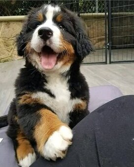 Berner Sennenhundwelpen zu verkaufen