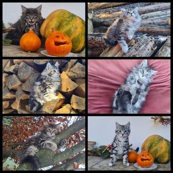 Maine Coon Kitten suchen Herzensplätze